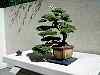 bonsai27.jpg